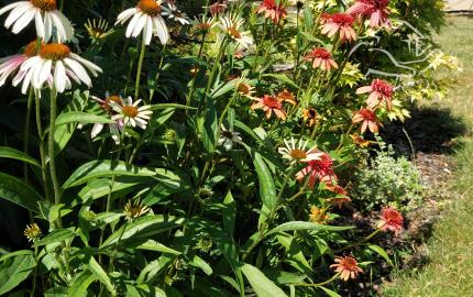 RealityDS - Predaj 2 izb. domu na 5,11á poz., Šamorín - Mliečno