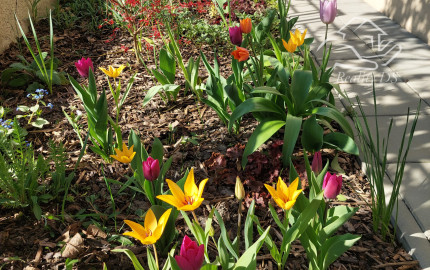 RealityDS - Predaj 2 izb. domu na 5,11á poz., Šamorín - Mliečno