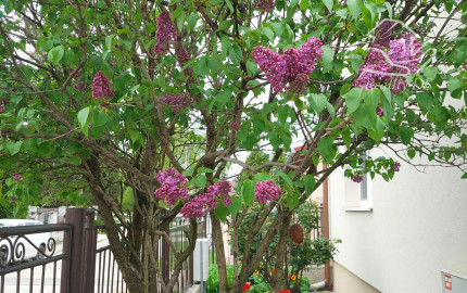 RealityDS - Predaj 2 izb. domu na 5,11á poz., Šamorín - Mliečno