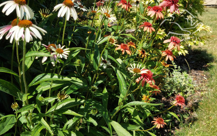 RealityDS - Predaj 2 izb. domu na 5,11á poz., Šamorín - Mliečno