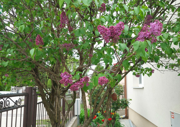 RealityDS - Predaj 2 izb. domu na 5,11á poz., Šamorín - Mliečno