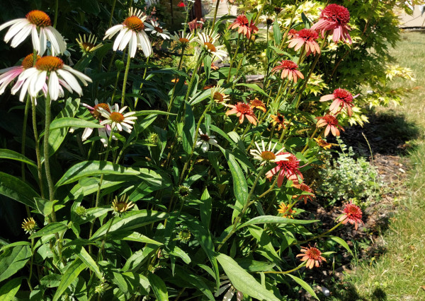 RealityDS - Predaj 2 izb. domu na 5,11á poz., Šamorín - Mliečno